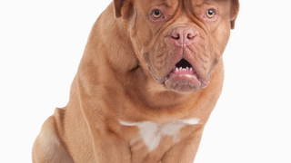 Bacon-Eating, Hat-Wearing Dogs Have Some Knowledge For You